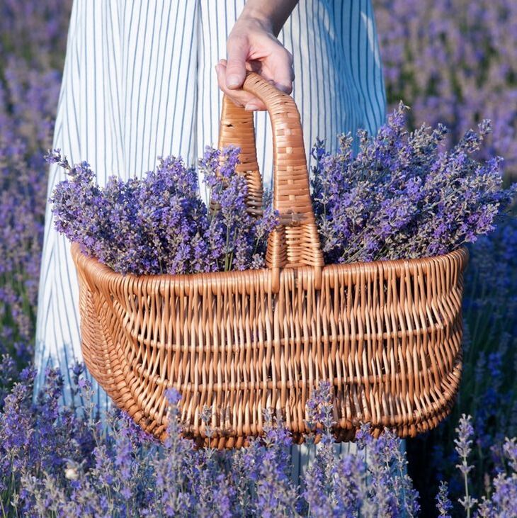 womans hand with basket of lavendar